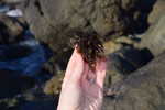 Porphyra, a type of Nori Seaweed