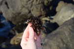 Porphyra, a type of Nori Seaweed