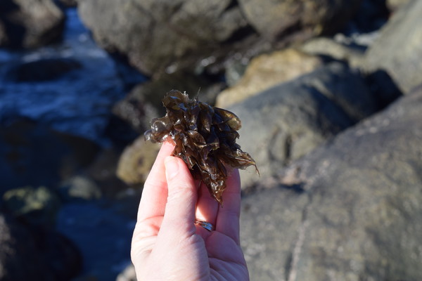 Porphyra, a type of Nori Seaweed
