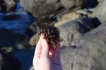 Porphyra, a type of Nori Seaweed