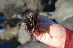 Porphyra, a type of Nori Seaweed