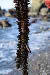 Feather Boa Kelp
