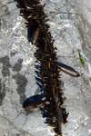 feather boa kelp