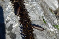 Highlight for album: Seaweed Foraging