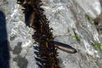 feather boa kelp