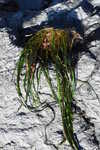 Eelgrass