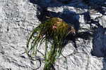 eelgrass