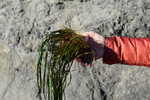 eelgrass