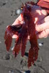 Dulse