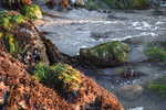Seaweed on rocks
