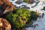 Seaweed on rock