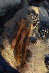 Laminaria, a brown algae used to make the basis of Dashi Stock.