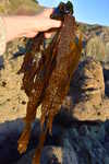 Laminaria,