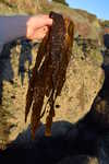 Laminaria
