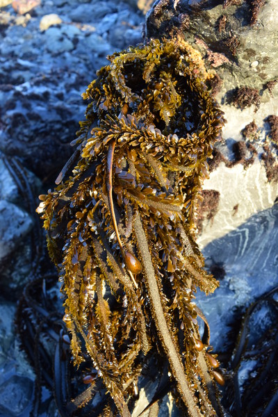 Feather Boa Kelp Growing On A Rock During Low Tide (taken at sunset--may need color adjustment)