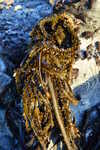 Feather Boa Kelp Growing On A Rock During Low Tide (taken at sunset--may need color adjustment)