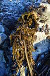 Feather Boa Kelp Growing On A Rock During Low Tide (taken at sunset--may need color adjustment)