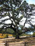 California Oak Tree